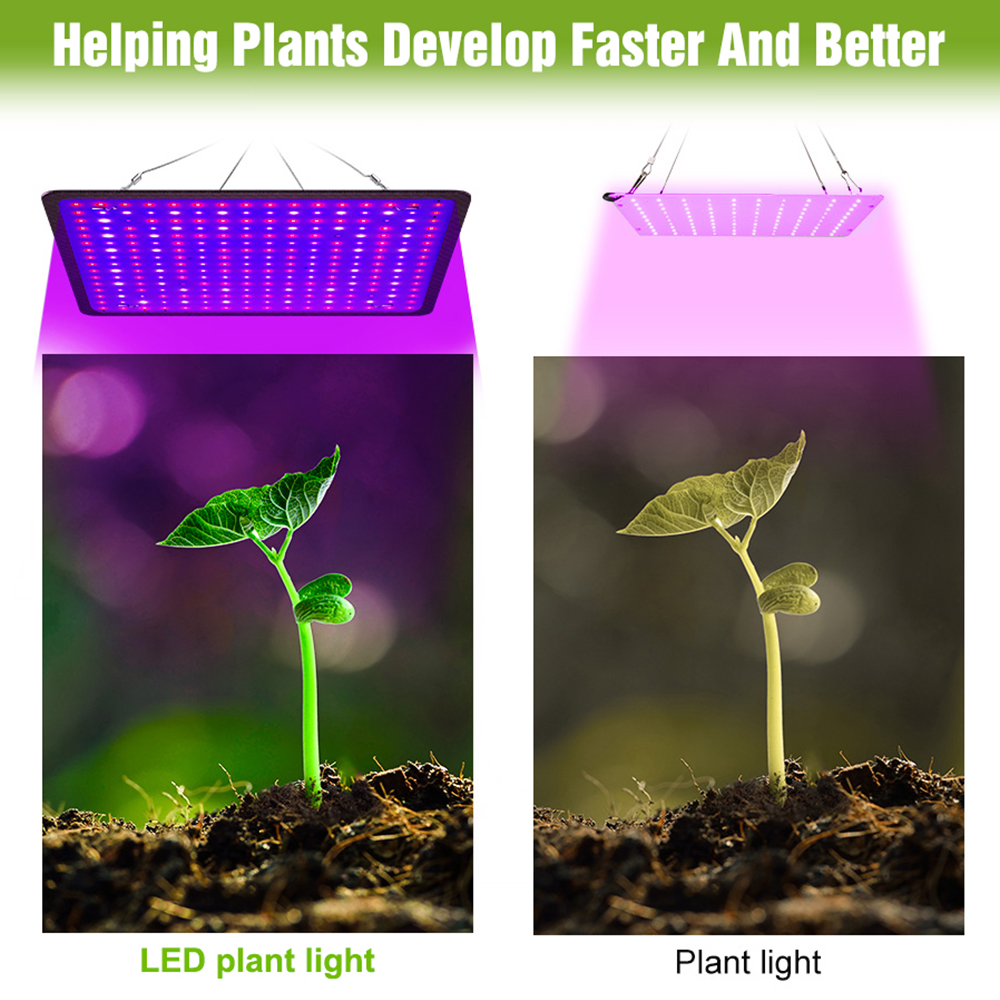 400W LED Grow Light Full Spect - Echeveria Succulent avaliação e preço