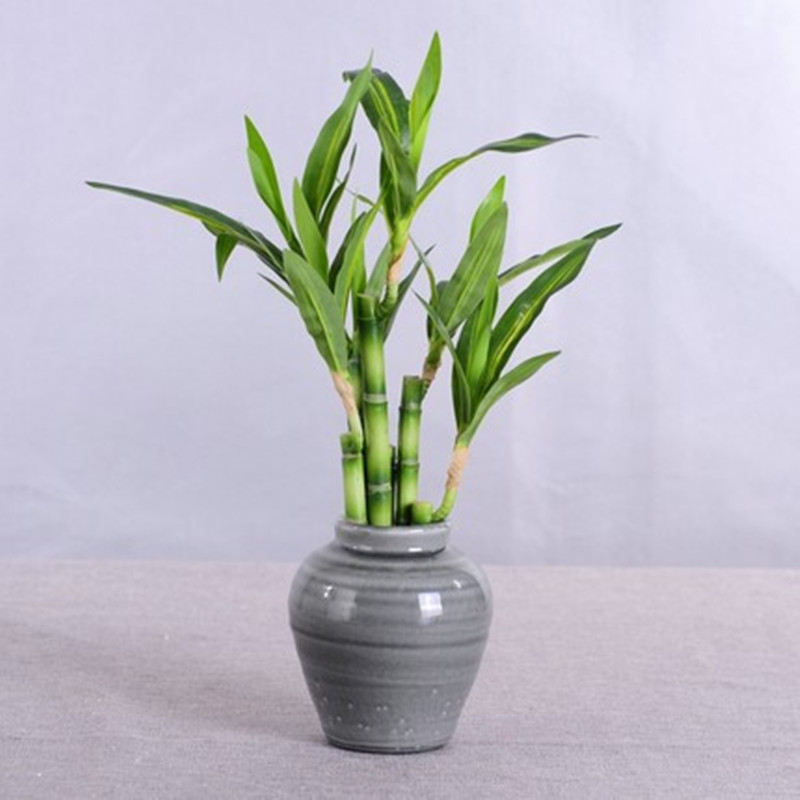New 40cm rFtificial Lucky Bamb - Echeveria Succulent avaliação e preço