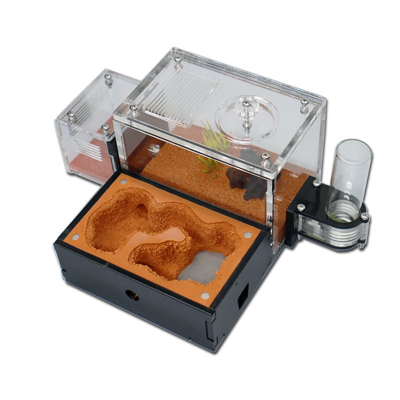 Yellow Soil Ant Farm with Exte - Begonia Rex avaliação e preço