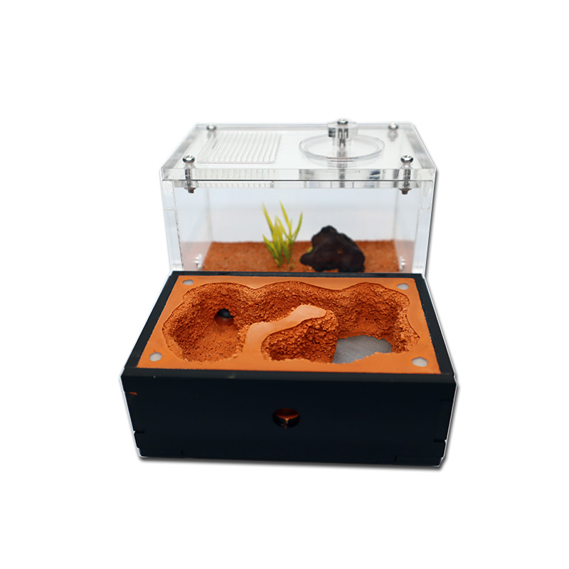 Yellow Soil Ant Farm with Exte - Begonia Rex avaliação e preço