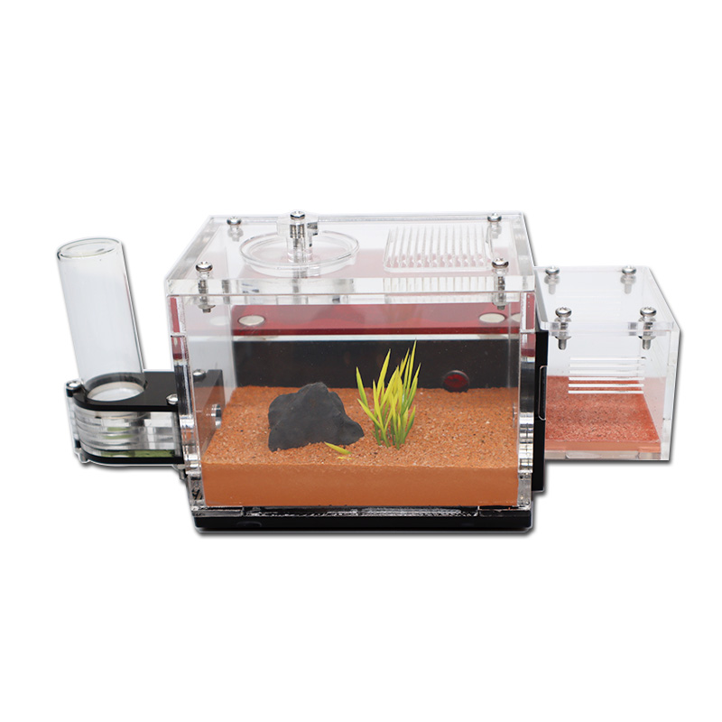 Yellow Soil Ant Farm with Exte - Begonia Rex avaliação e preço