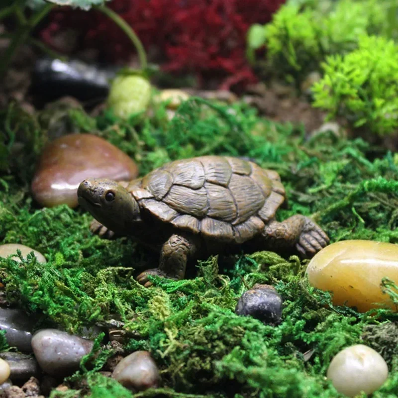 Simulation of Small Turtle Res - Echeveria Succulent avaliação e preço