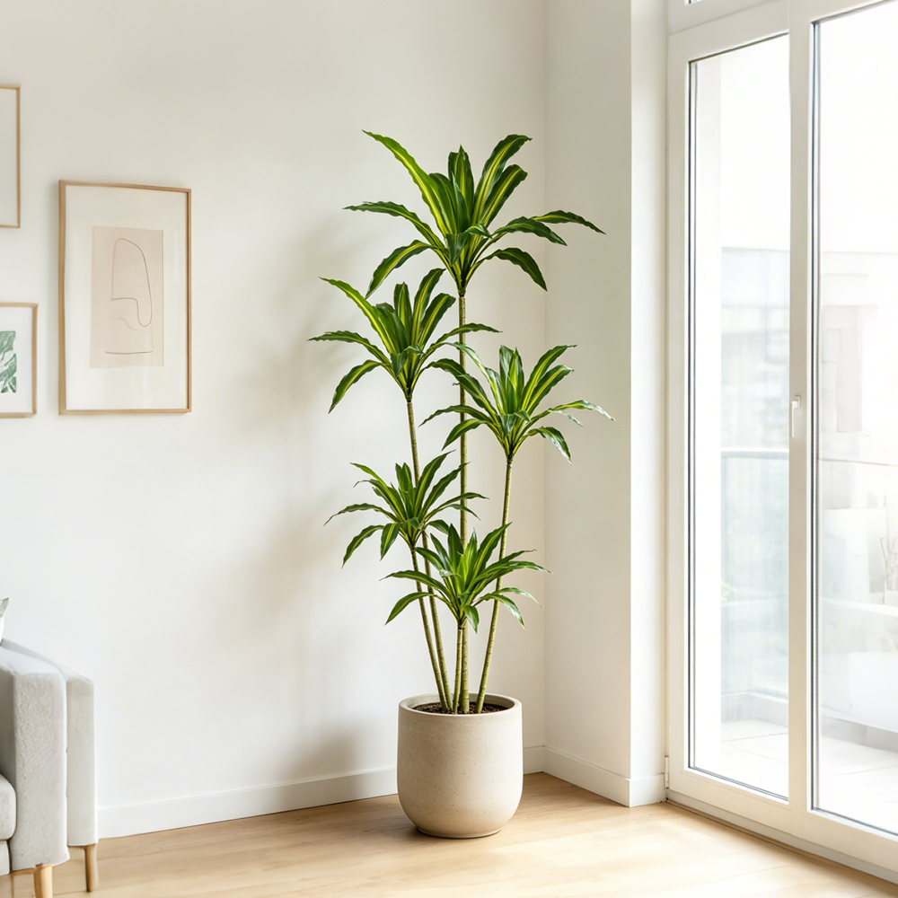 80-165cm Large Artifcial Draca - Dracaena Marginata avaliação e preço