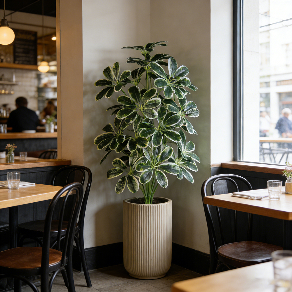 50-75cm Artifficial Maranta Pl - Dracaena Marginata avaliação e preço