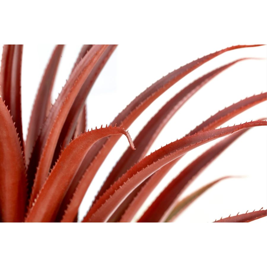 Hyper Realistic Big Red Artifi - Aloe Vera Pot avaliação e preço