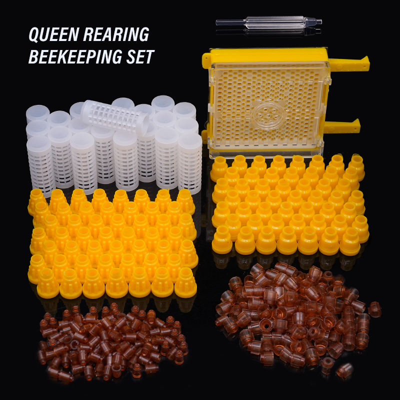 Germany Jenter Queen Rearing K - Begonia Rex avaliação e preço