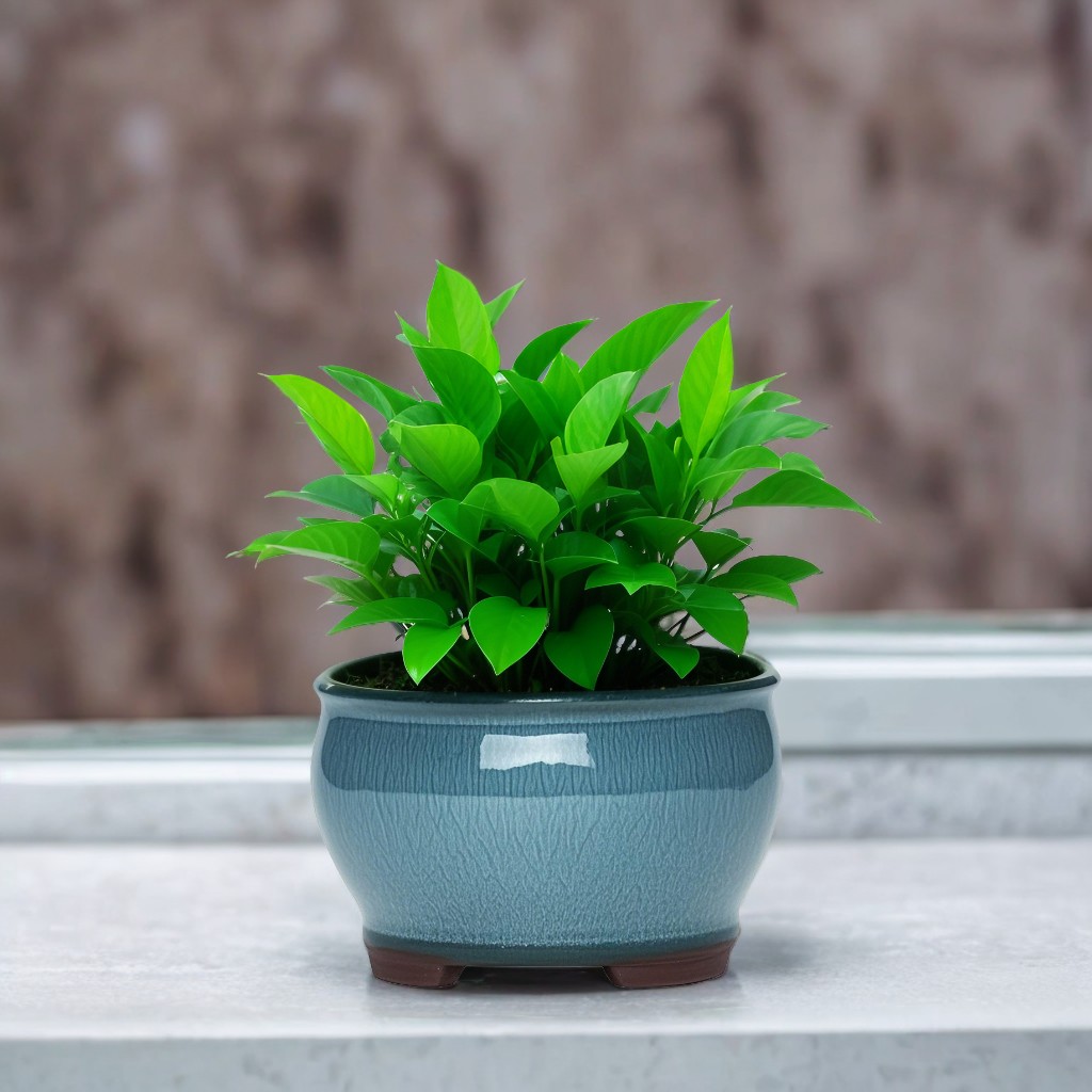 Ceramic Garden Planter Pots Ce - Aloe Vera Pot avaliação e preço